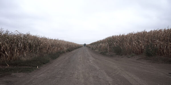 Une route cahoteuse divisant un énorme champ de blé sous un ciel brumeux